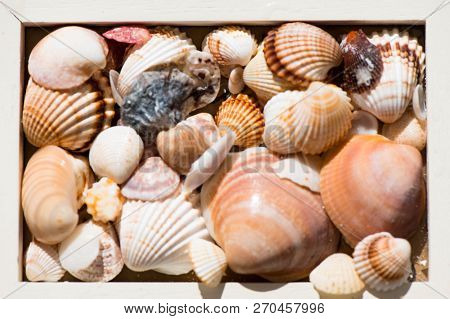 A Closeup Of Sea Shells Of Different Shapes And Colours In A Wooden Box.
