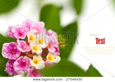 Bela flor (Lantana camara) isolado no fundo branco.