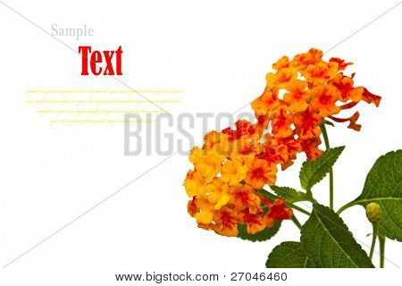Bela flor (Lantana camara) isolado no fundo branco.