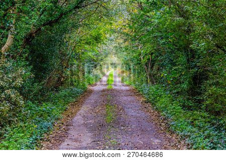 Road With Green Tunnel In A Forest