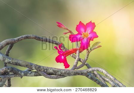 Pink Adenium Obesum. Closeup To Pink Adenium Obesum In Garden