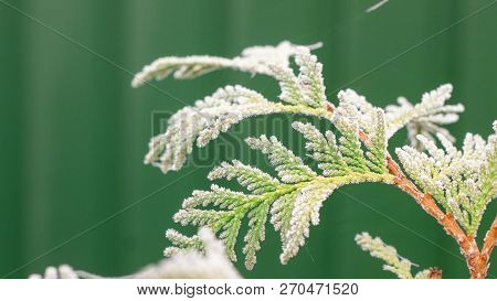 Green Branches Of The Tuya In The Snow