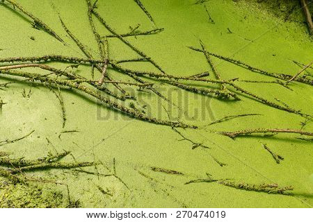 Lemna Minor In The River. Common Duckweed And Branches On The Standing Water. Green Little Ditch, Na