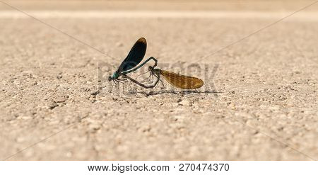 Calopteryx Virgo. Beautiful Demoiselle Mate On The Road. Closeup Of Female And Male Dragonfly