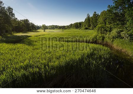 Summer Landscape Of Green Woods And River, Overgrown With Wild Grasses. Meadow Surrounded By A Mixed