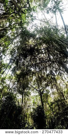 Trees Covered By Spanish Moss Tillandsia Usneoides Callled Also Barba De Viejo Old Mans Beard In El 
