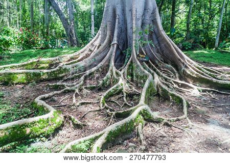 Shortleaf Fig, Giant Bearded Fig Or Wild Banyantree Ficus Citrifolia In El Gallineral Park In San Gi