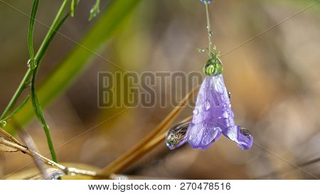 Campanulaceae Flower Beautiful Blue Perennial Flower Growing In The Woods.