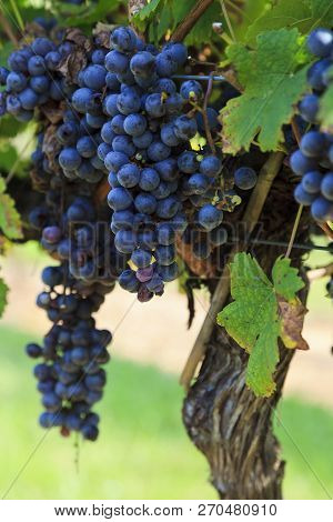 Purple Grapes Ready To Harvest Hanging On A Grapevine
