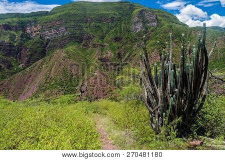 Cactus In A Canyon Of River Chicamocha In Colombia