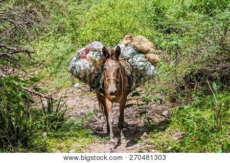 Mule On A Path In Chicamocha River Canyon In Colombia