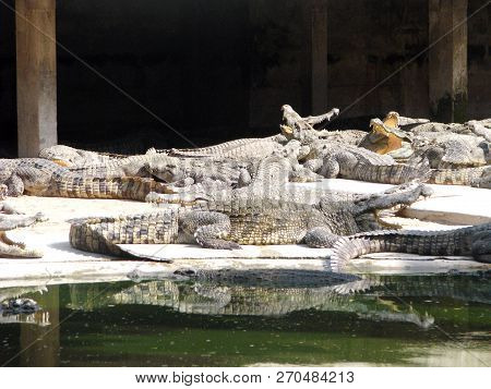 Crocodiles About Water. Crocodile (lat Crocodilia.) -  Large Wild Animal.
