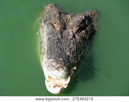 Head Of  Crocodile In Green Water. Crocodile (lat Crocodilia.) -  Large Wild Animal.