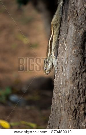 Squirrels Are Members Of The Family Sciuridae, A Family That Includes Small Or Medium-size Rodents.