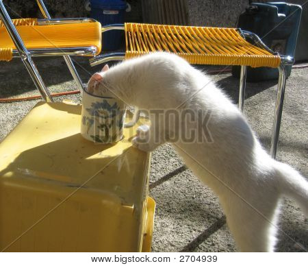 Gato bebiendo de una taza de té