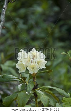 Cunninghams White Rhododendron, Rhododendron Caucasicum, Rhododendron Ponticum Var.