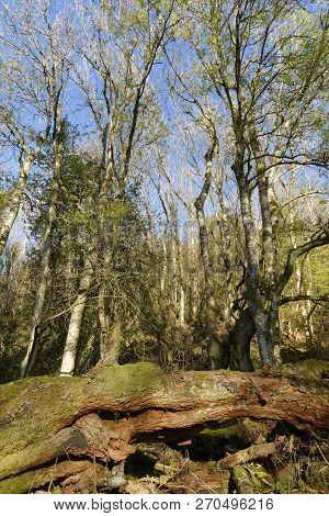 European Ash Woodland, Ysgyryd Fawr (skirrid Fawr) 
Monmouthshire, Wales