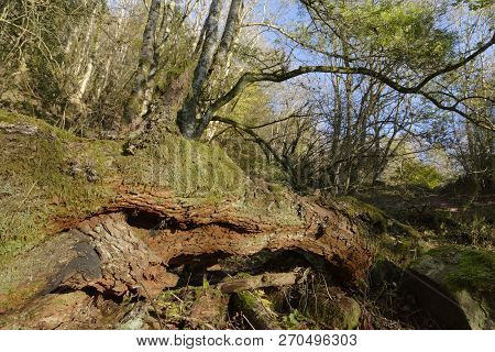 Fallen Tree In European Ash Woodland, Ysgyryd Fawr (skirrid Fawr) 
Monmouthshire, Wales