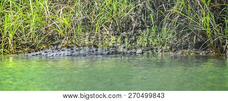 Young Crocodile (crocodylus Acutus ) In Its Habitat Waters In Wild Panama Rain Forest River.