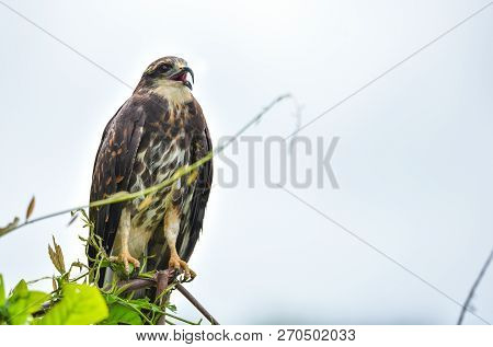 Immature Common Black Hawk (buteogallus Anthracinus) In Panama, Bird Of Prey In His Native Habitat O