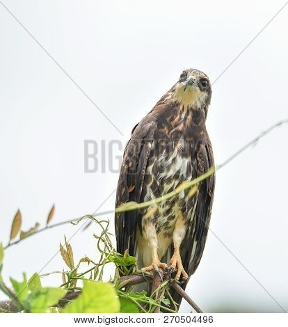 Immature Common Black Hawk (buteogallus Anthracinus) In Panama, Bird Of Prey In His Native Habitat O