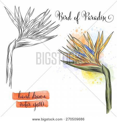 Botanical Art Watercolor Bird Of Paradise Flower, Vector Format