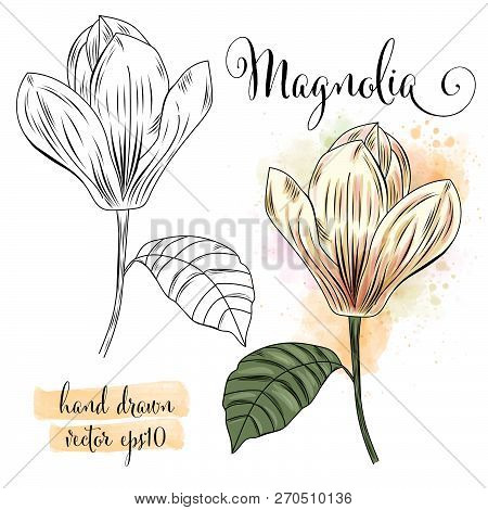Botanical Art Watercolor Magnolia Flower