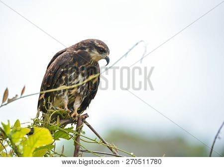 Immature Common Black Hawk (buteogallus Anthracinus) In Panama, Bird Of Prey In His Native Habitat O