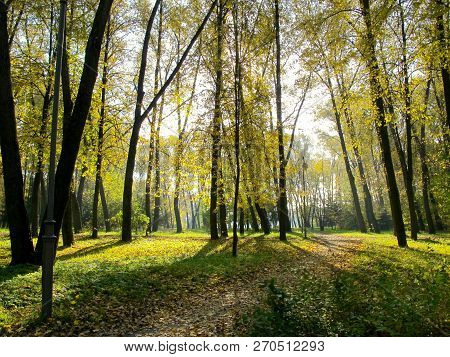 Beautiful Golden Autumn In The Park In Sunny Day