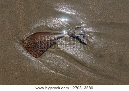 Washed Up Shell At The Beach In Mancora, Peru