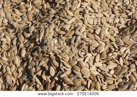A Lot Of Seeds Large Pumpkin Seeds