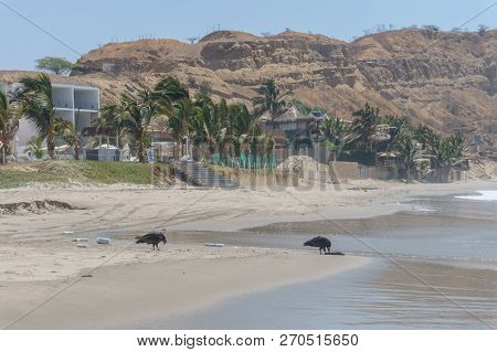 Nice Sand Beach View Of Mancora, Peru