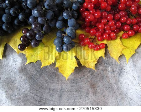 Autumn Still Life From Yellow Maple Leaves, Black Grapes And Red Berries Of Viburnum On A Wooden Wea