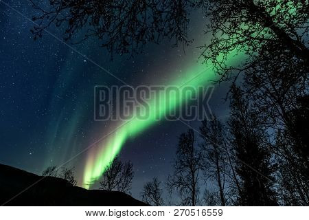 Unbelievable, In Natural Colors Aurora Borealis - The Northern Lights Above Forest ( Tree Line )