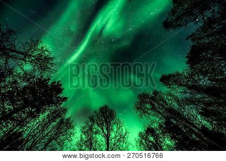 Unbelievable, In Natural Colors Aurora Borealis - The Northern Lights Above Forest ( Tree Line )