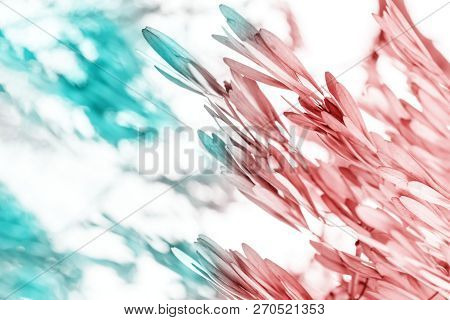 Abstract Background Of Dry Seeds Of Ash Tree, Toned Yellow And Blue With Copy Space.