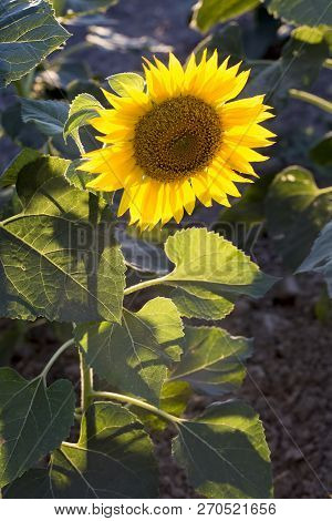 Sunflower Field, Trakya / Turkey. Nature Agriculture View.