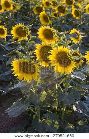 Sunflower Field, Trakya / Turkey. Nature Agriculture View.