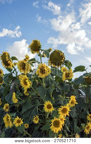 Sunflower Field, Trakya / Turkey. Nature Agriculture View.