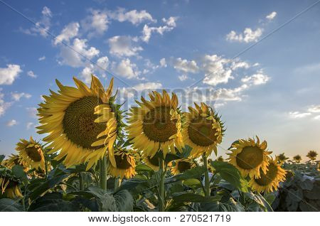 Sunflower Field, Trakya / Turkey. Nature Agriculture View.