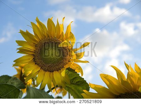 Sunflower Field, Trakya / Turkey. Nature Agriculture View.