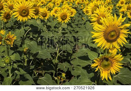 Sunflower Field, Trakya / Turkey. Nature Agriculture View.