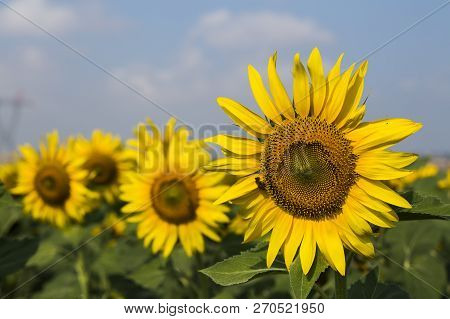 Sunflower Field, Trakya / Turkey. Nature Agriculture View.