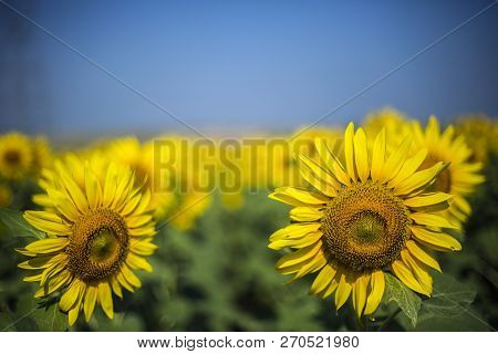 Sunflower Field, Trakya / Turkey. Nature Agriculture View.