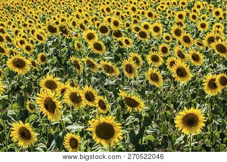 Sunflower Field, Trakya / Turkey. Nature Agriculture View.