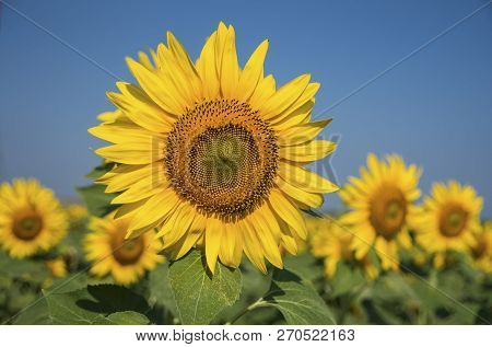 Sunflower Field, Trakya / Turkey. Nature Agriculture View.