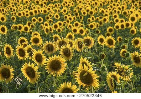 Sunflower Field, Trakya / Turkey. Nature Agriculture View.