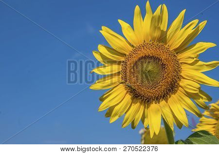 Sunflower Field, Trakya / Turkey. Nature Agriculture View.
