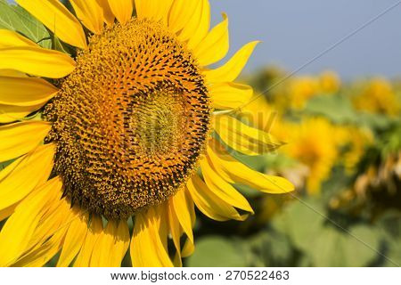 Sunflower Field, Trakya / Turkey. Nature Agriculture View.