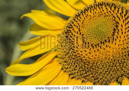 Sunflower Field, Trakya / Turkey. Nature Agriculture View.